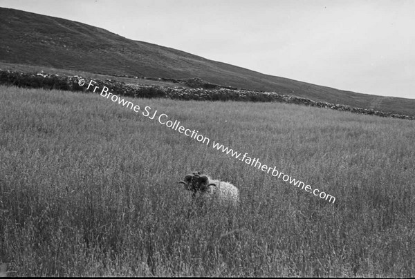 LOUGH TALT  RAM IN FIELD